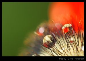 Poppy Drop Abstract.jpg